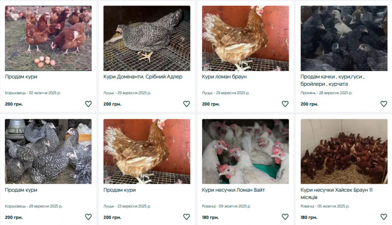 Скільки коштують кури на Волині?