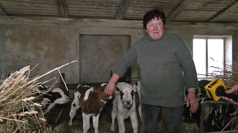 5300 гривень на корову: як на Волині під час війни розвивається тваринництво