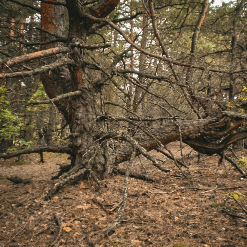Сосни вигинаються у петлі та спіралі: на Волині росте унікальний «закручений» ліс