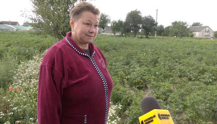 На Волині вперше за 30 років картоплю не обробляють від колорадського жука: що сталося