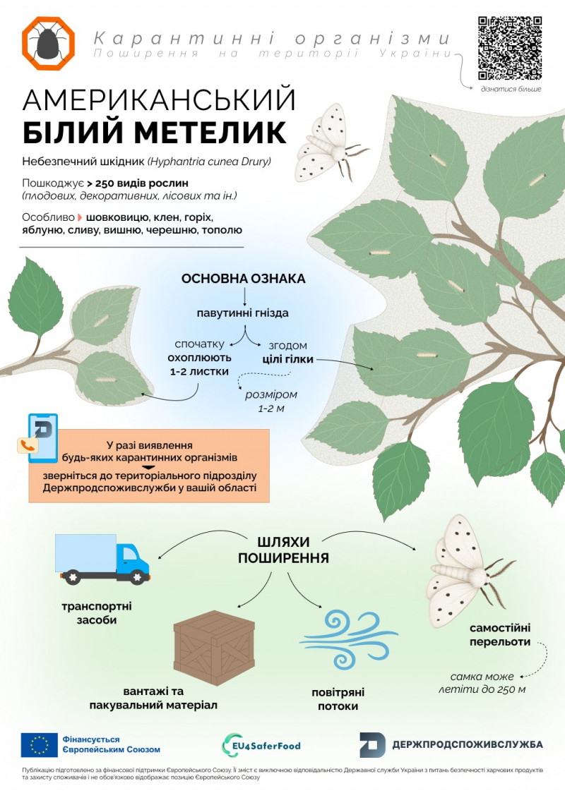 Нашестя американського метелика: яка ситуація у Луцьку
