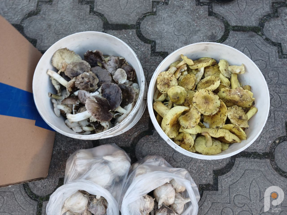 Грибний сезон на Волині: скільки коштують зелениці і підзеленки