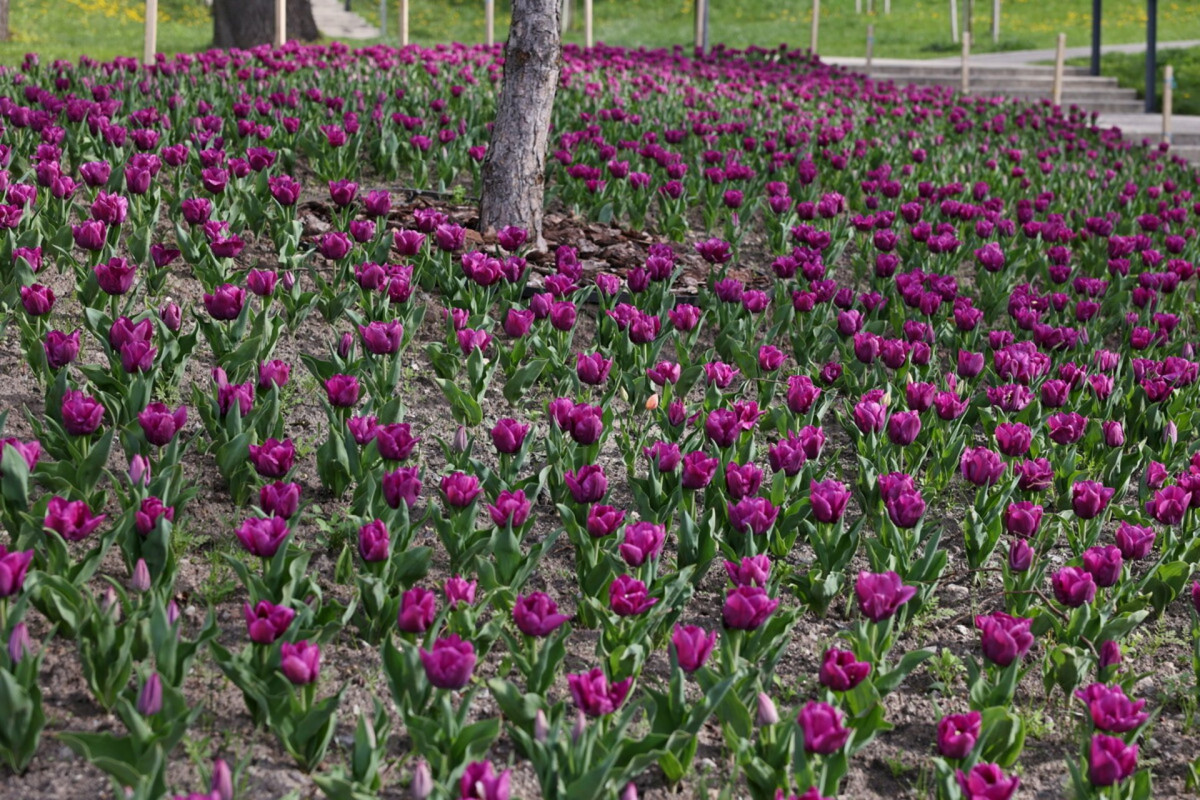У Львові цвіте майже 200 тисяч тюльпанів: де знайти найкрасивіші локації