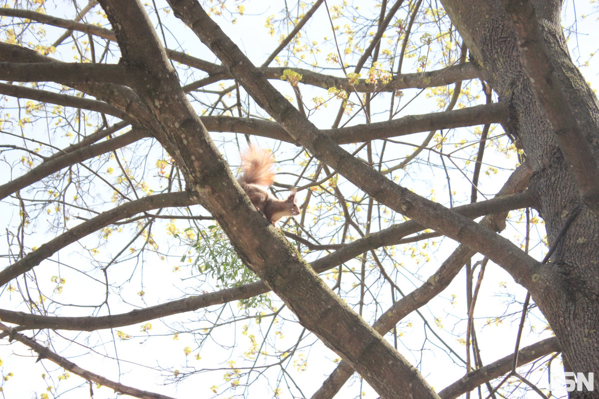 Як виглядає парк 900-річчя у Луцьку навесні 2026. Фоторепортаж