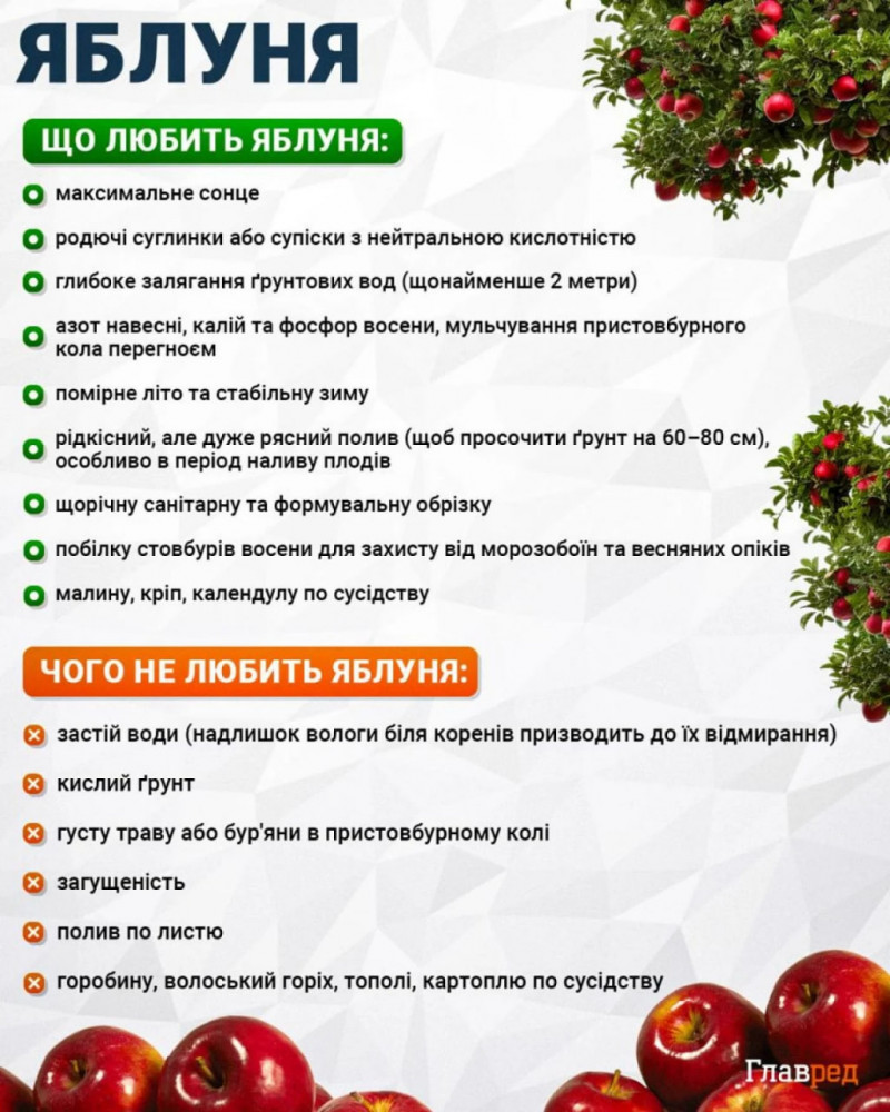 Як зупинити гниття яблук: що слід зробити вже зараз, щоб зберегти врожай