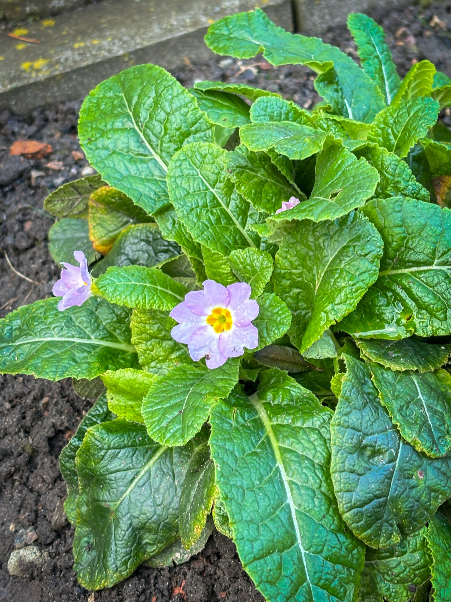 Передріздвяне диво у Луцьку: біля собору посеред зими розквітли квіти