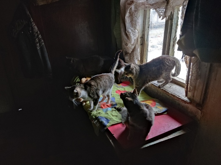 Волинянка придбала хатину для бездомних котів і собак