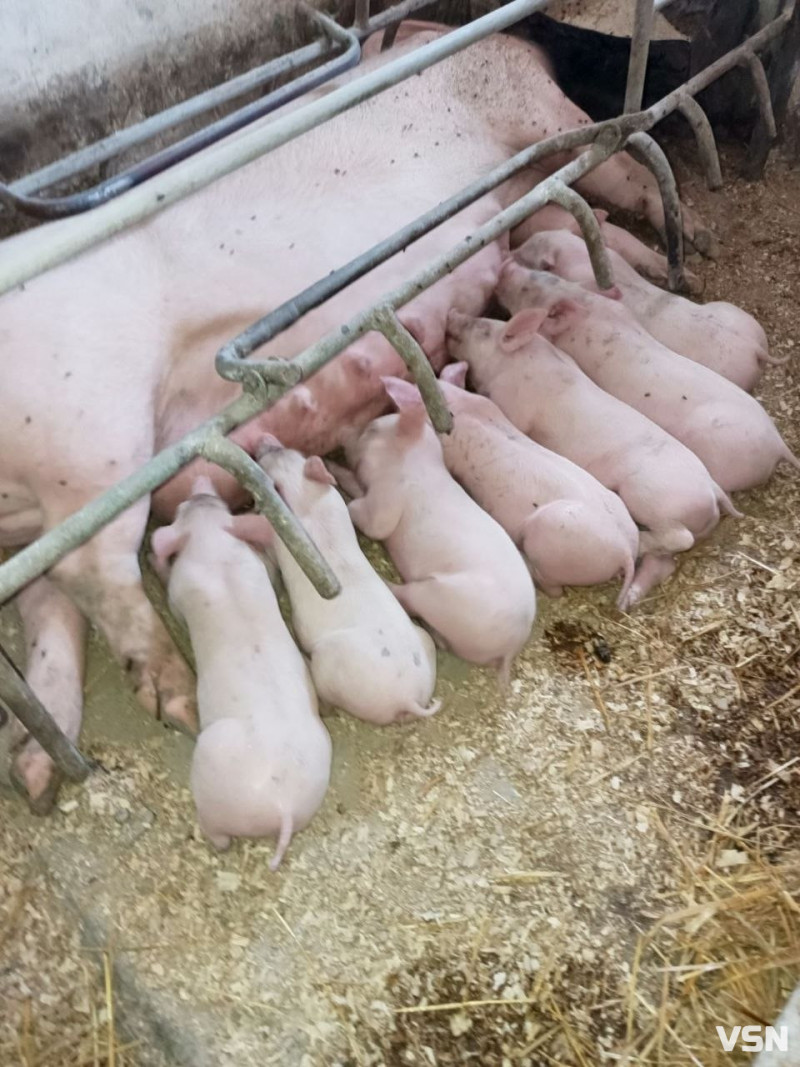 400-кілограмові свині та тисячі переглядів у TikTok: як волинянка веде господарство