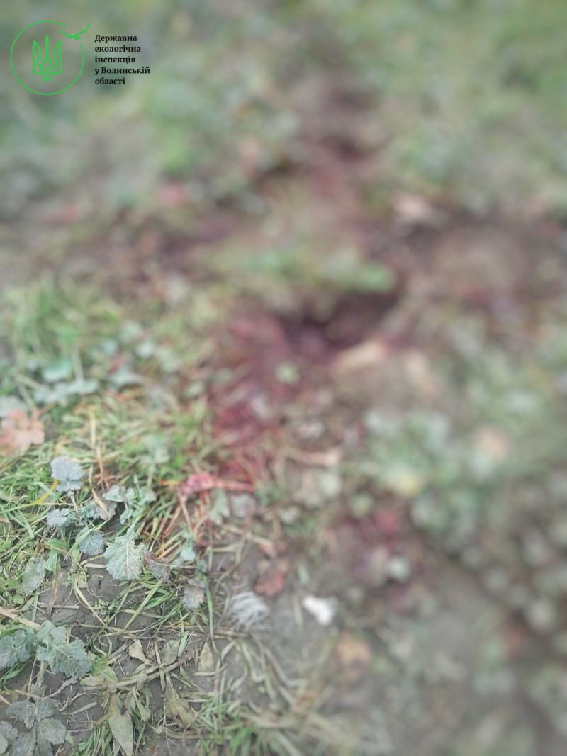 На Волині браконьєри вбили двох червонокнижних лосів