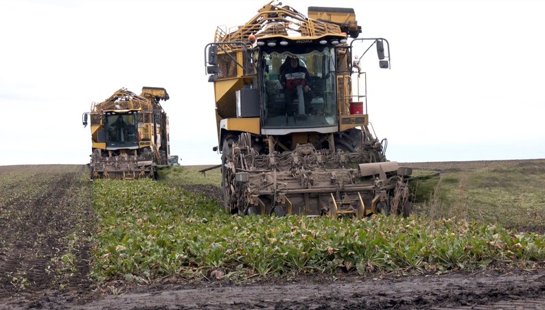 «Пощастило з погодою»: на полях Волині зібрали понад 500 тисяч тонн цукрових буряків