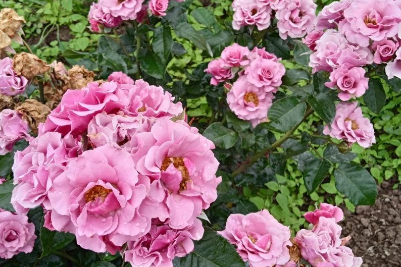 Волинянка 15 років вирощує троянди: на її полі — пів сотні сортів