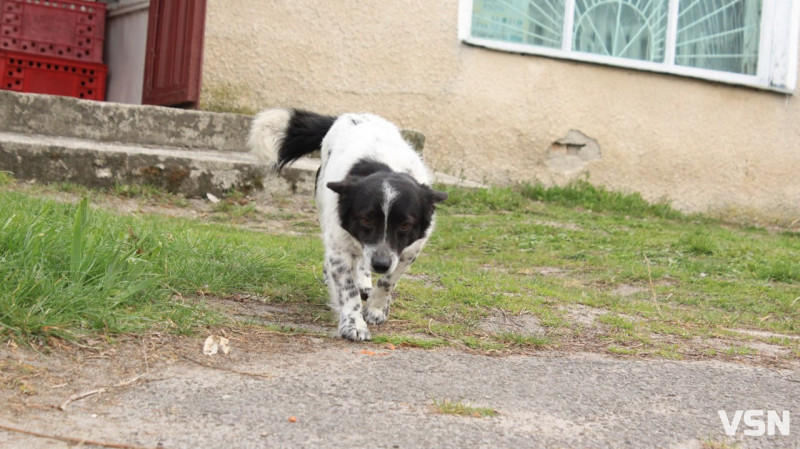 Люди бояться виходити на вулицю: у Маневичах скаржаться на агресивних собак