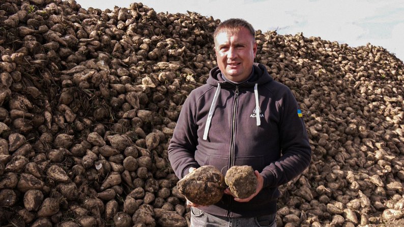 Урожай цукрових буряків на Волині зріс: аграрії збирають до 650 центнерів з гектара