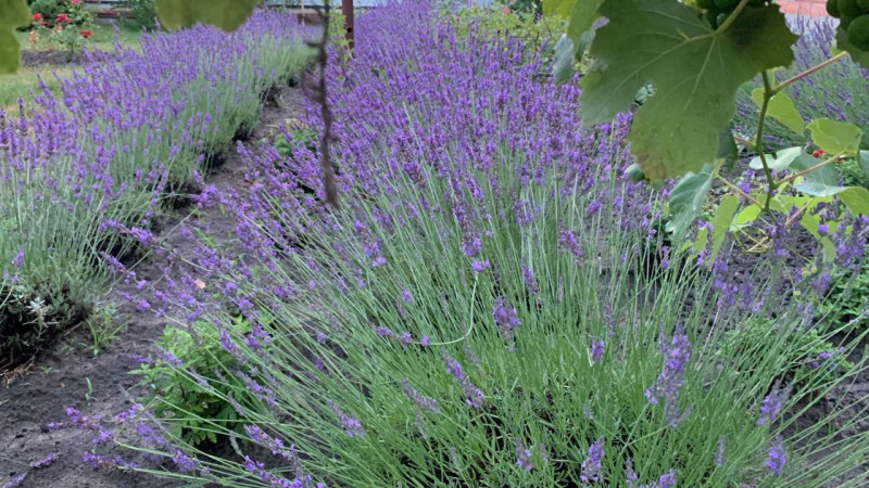 Купують зі всієї України: волинянка вирощує лавандин і створює квіткові композиції