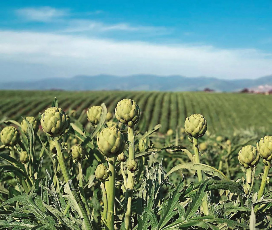 Спаржа, батат і кавуни: які незвичні культури вирощують на Волині