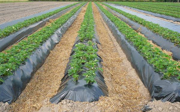 Агроволокно чи димлення: як врятувати волинський город від морозів?