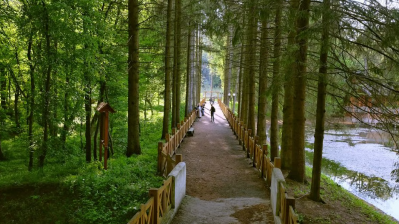 Скарб природи: усього за пів години від Луцька — дика природа, тиша і фотозони серед лісу