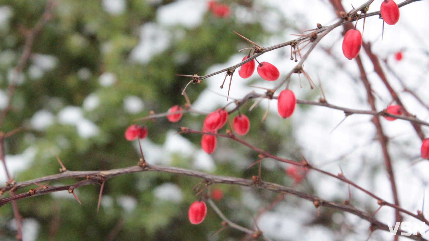 Як виглядає центральний парк у Луцьку у перші дні 2026 року. Фоторепортаж