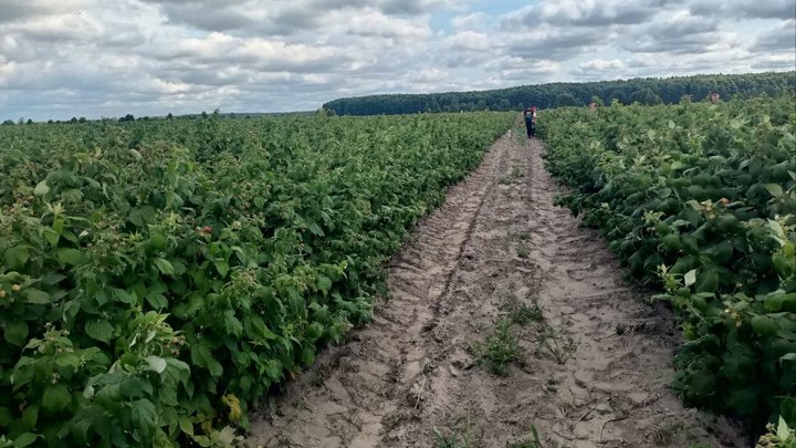 «Малина без рук не буде рости»: як родина з Волині змінила картоплю на ягідний бізнес