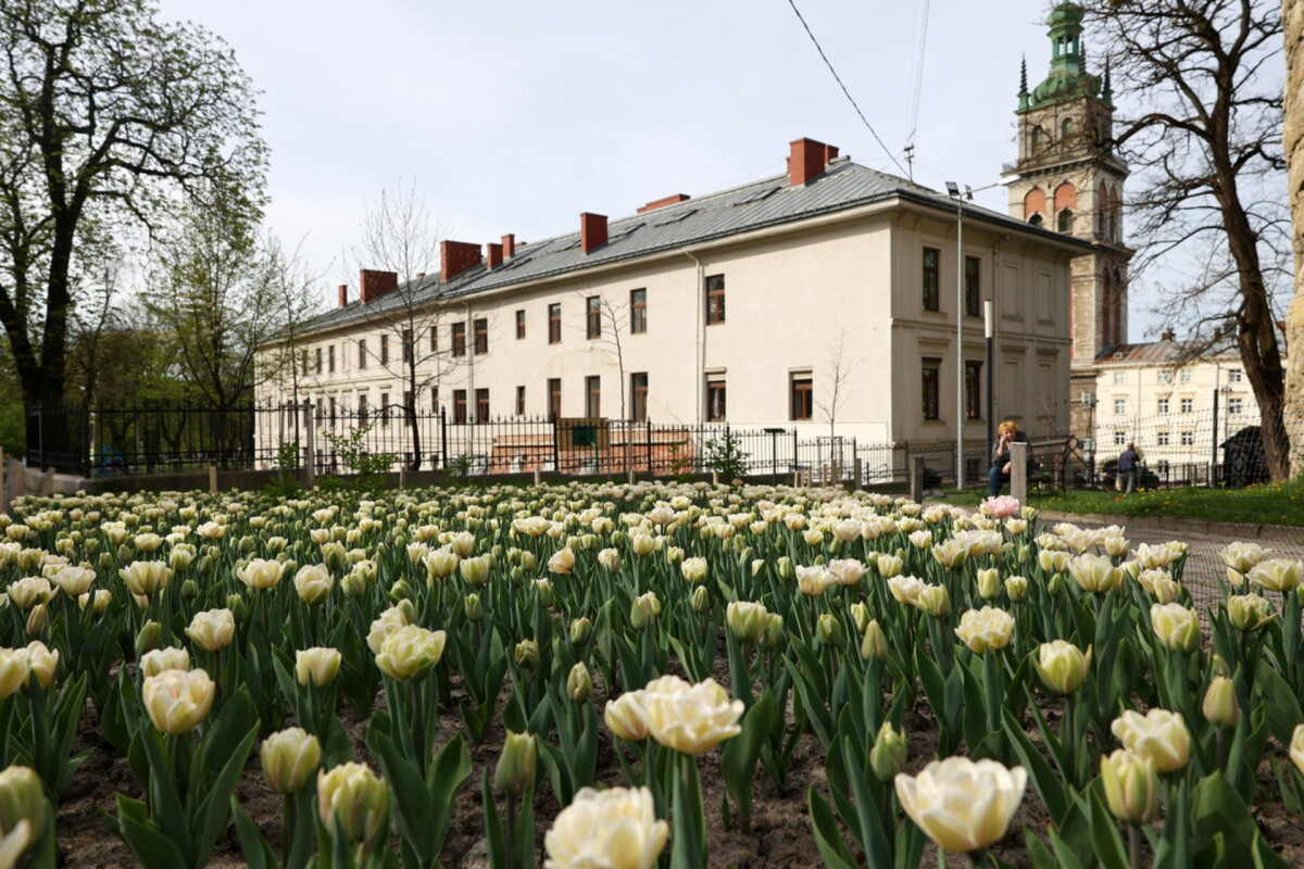 У Львові цвіте майже 200 тисяч тюльпанів: де знайти найкрасивіші локації