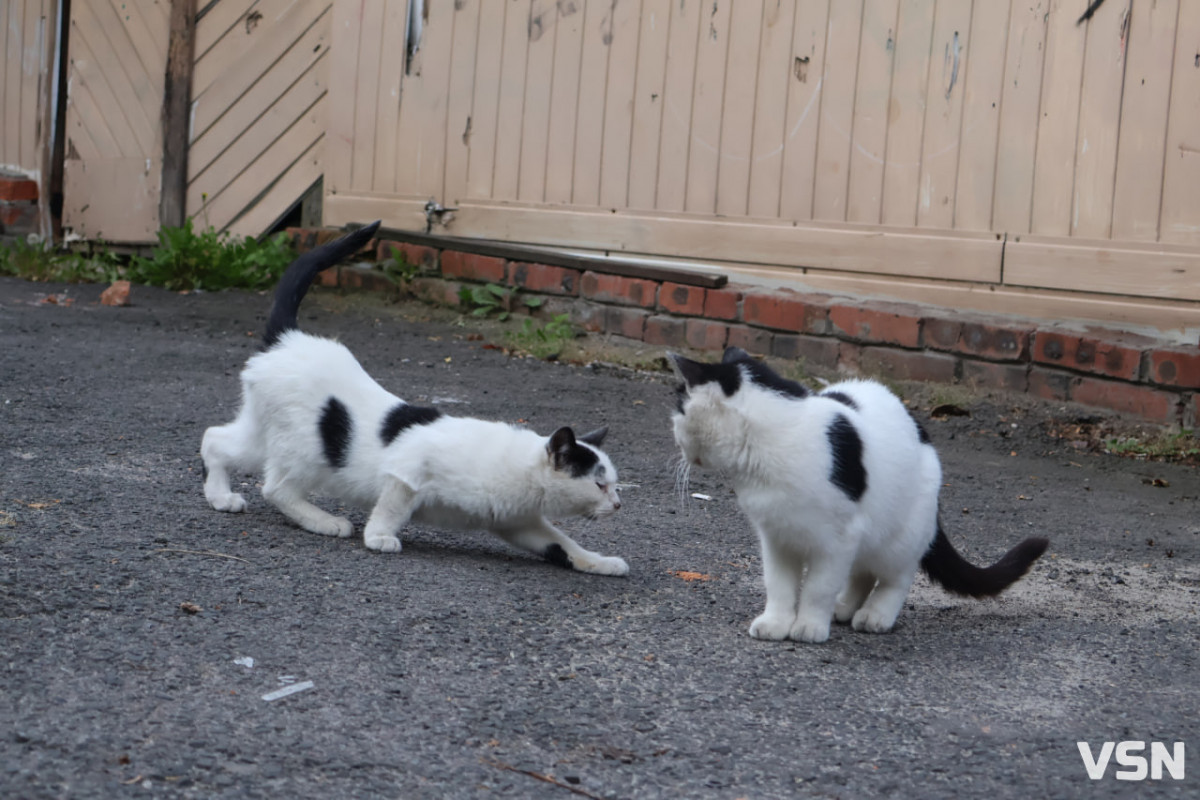 Нові правила утримання тварин на Волині: які зміни приніс закон і що про це кажуть кінологи