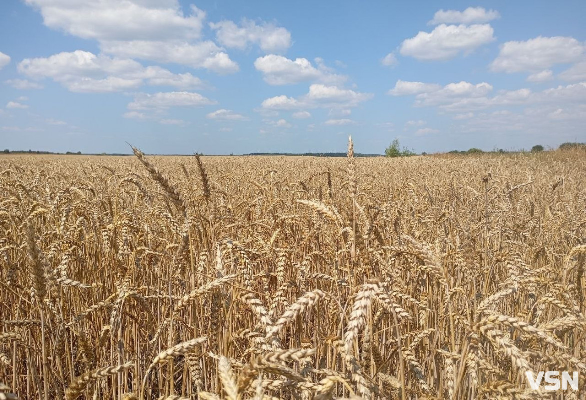 Скільки коштує зерно на Волині на старті жнив 2026 року: огляд цін