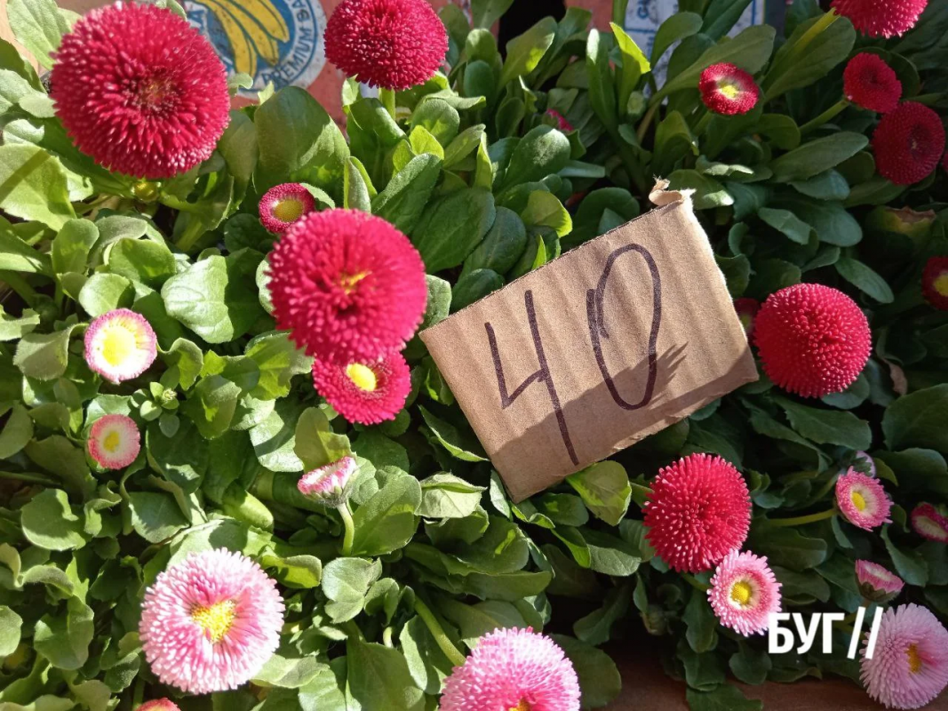 Весна вже на ринку: на Волині продають першу полуницю та розсаду — які ціни