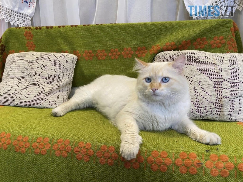 Директором бібліотеки у Житомирі став котик Касик