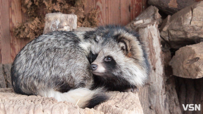 Як живе Луцький зоопарк взимку. Фоторепортаж