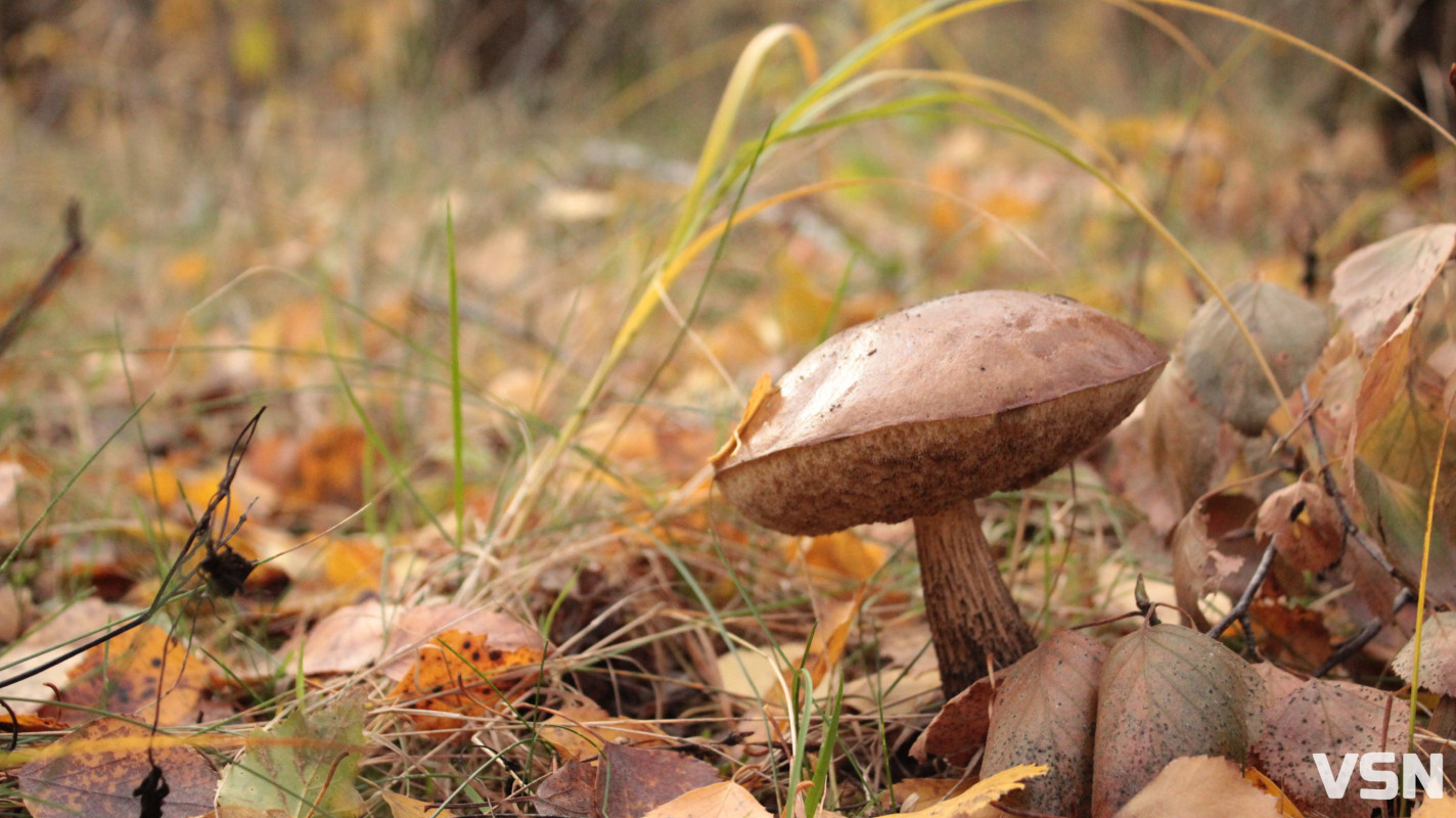 Як виглядає ліс на Волині восени. Фоторепортаж