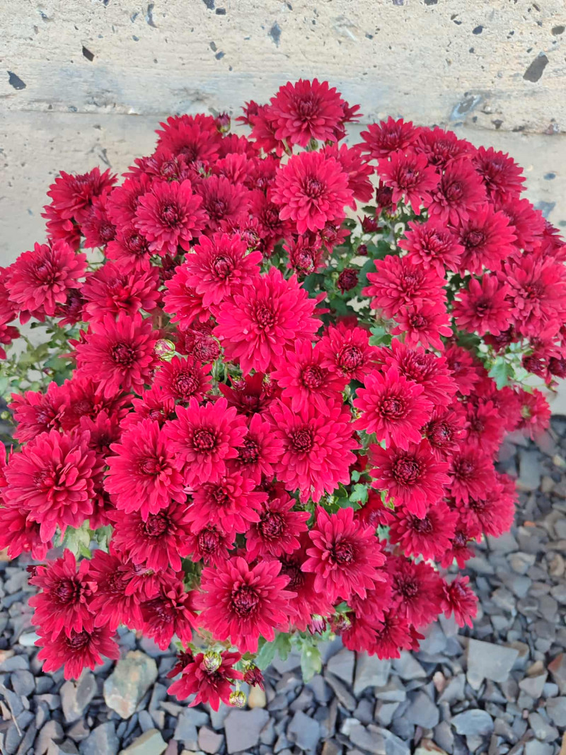 «Освіта дає зміст, а квіти дають натхнення»: історія учительки жестової мови з Волині