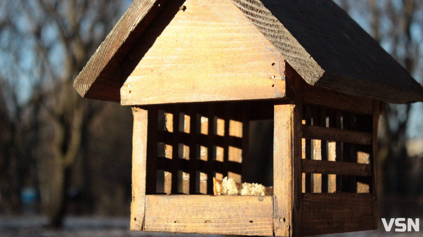 Засніжений Луцьк: як виглядають парки та двори міста взимку напередодні Нового 2026 року. Фоторепортаж