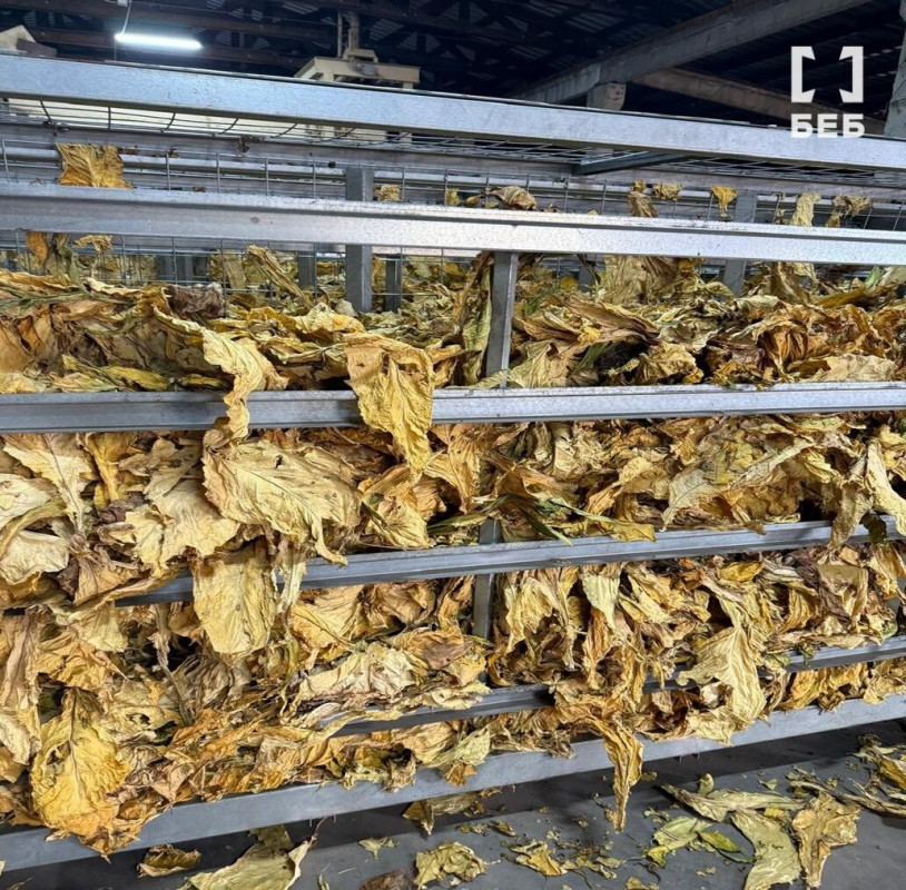 Промислові масштаби й збитки на 5 млн грн: на Волині ліквідували тіньове виробництво тютюну