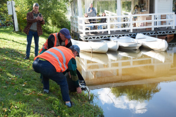 У канали Центрального парку Луцька запустили 240 кг коропа