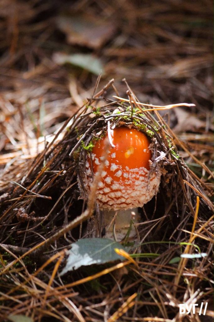 Лисички, польські, маслюки та навіть білі: які гриби ростуть у лісах Волині
