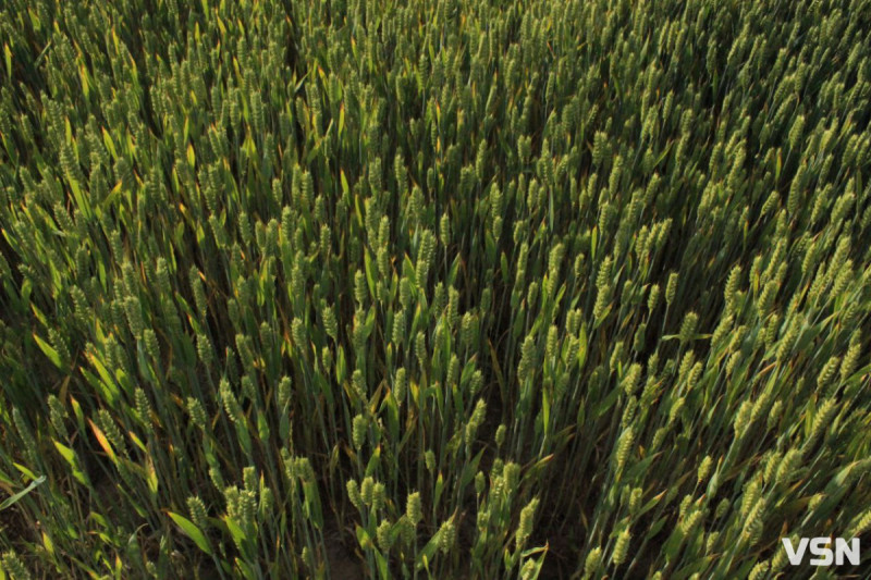 Контрастна зима і весняні заморозки: як погода може вплинути на врожай на Волині