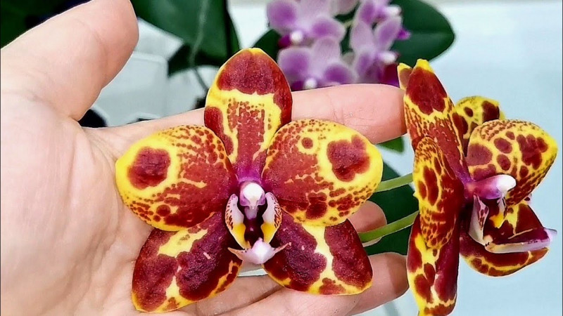 Як правильно поливати орхідеї, щоб вони не гнили й не скидали бутони