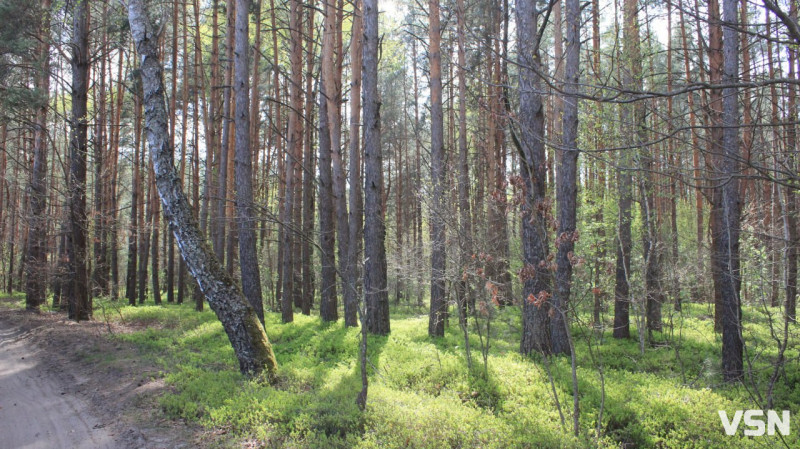 Лосі на Волині: поради, як безпечно поводитися в дикій природі