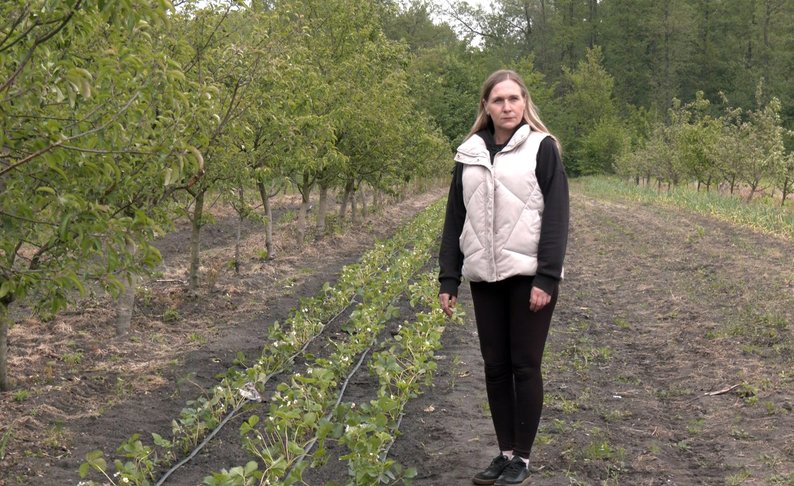 «Цього року заробітку не буде»: заморозки на Волині зіпсували частину врожаю полуниці