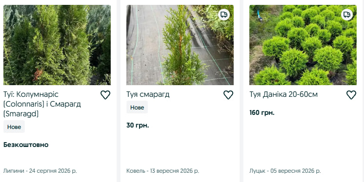 Від 25 до 1500 гривень: скільки коштують туї на Волині