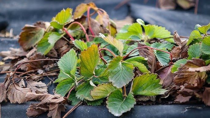 Коли обробляти смородину, малину й полуницю на Волині: рекомендації аграріїв