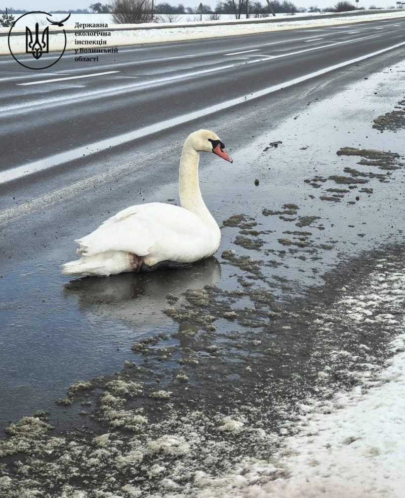 Небайдужі врятували лебедя на трасі Ковель – Ягодин: птаха передали до Луцького зоопарку