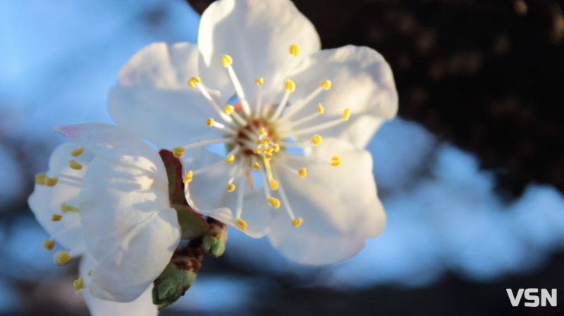 Після нічного холоду на Волині господарі можуть втратити більшість ранніх фруктів