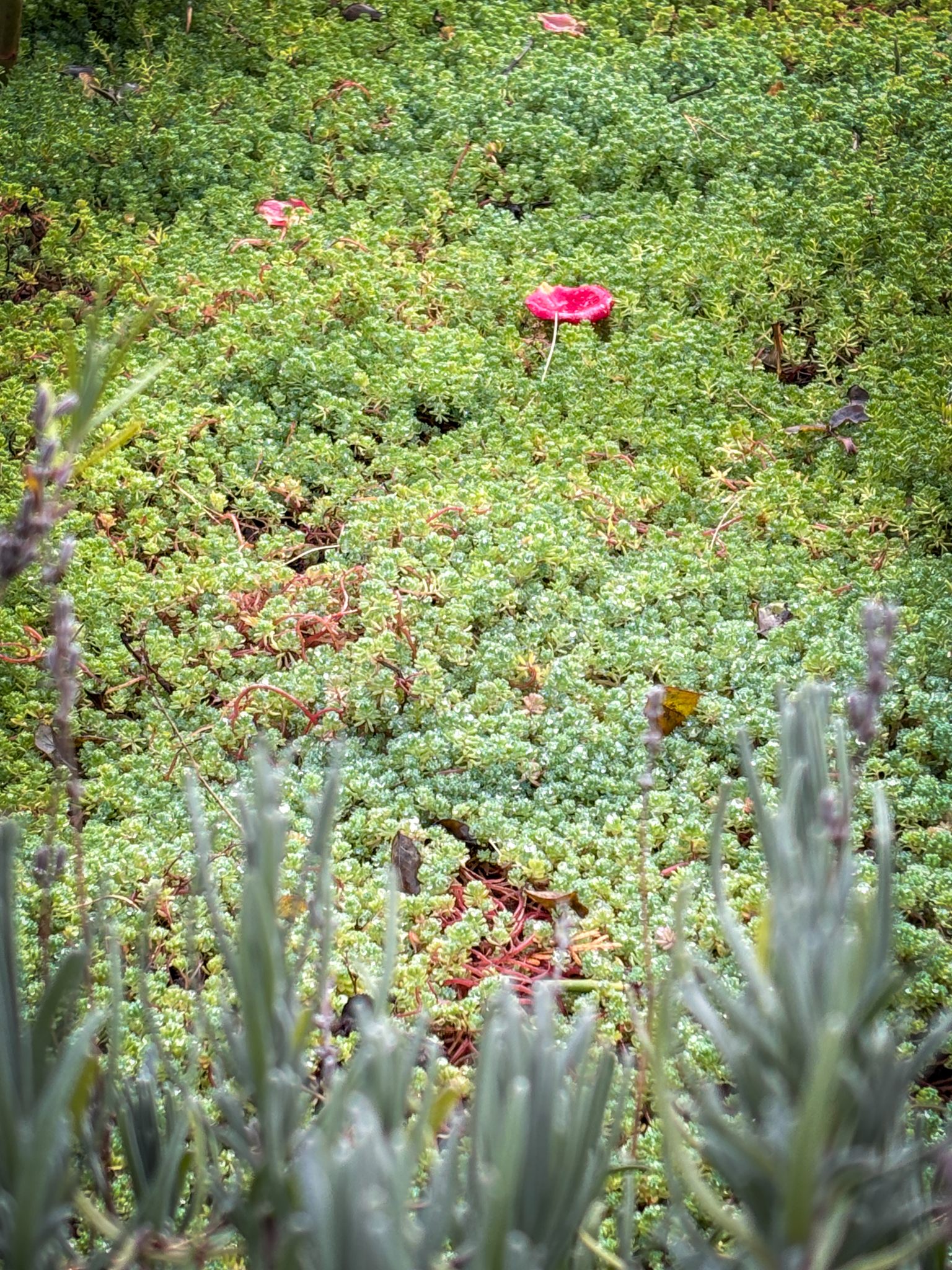 Передріздвяне диво у Луцьку: біля собору посеред зими розквітли квіти