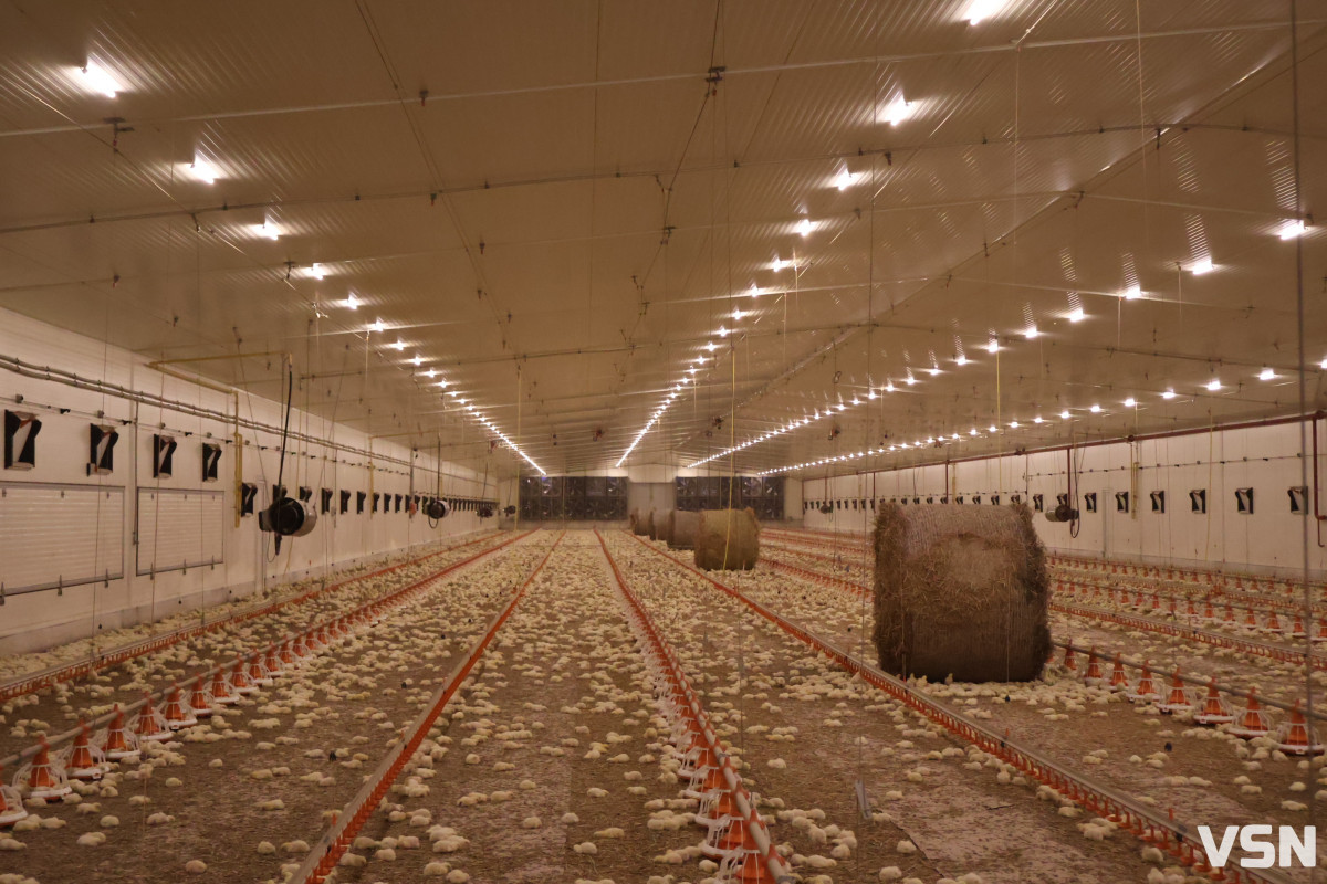 Avesterra Group відкрила на Волині сучасний комплекс із вирощування курчат-бройлерів за 15 мільйонів євро