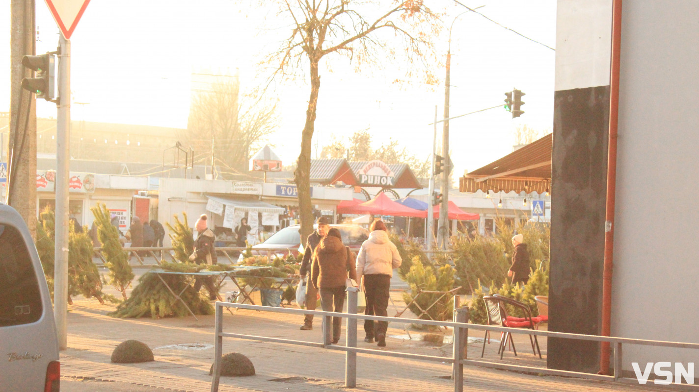 Скільки коштують живі ялинки та сосни на ринку у Луцьку?