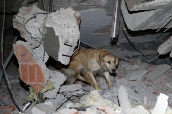 У Туреччині собака із чотирма пораненими лапками врятував з-під завалів п'ятьох людей