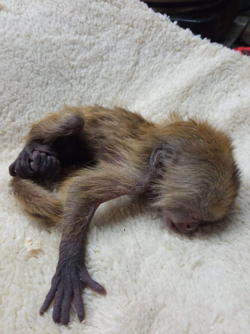 У Луцьку працівниці зоопарку замінили батьків новонародженому мавпеняті