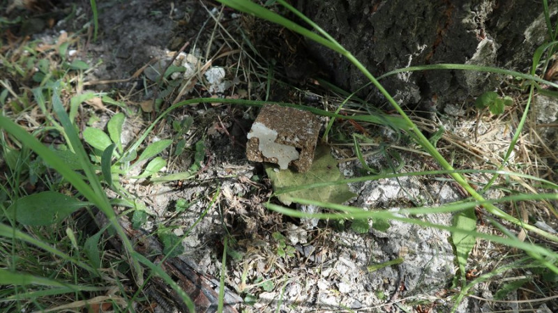 Чоловік, захищаючись, вбив вовка вилами: яка ситуація з поширенням сказу на Волині