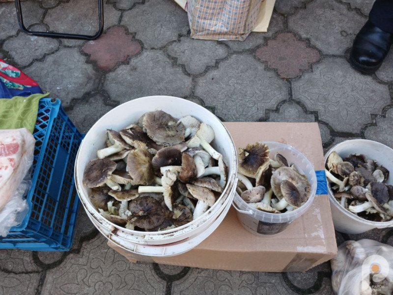 Грибний сезон на Волині: скільки коштують зелениці і підзеленки